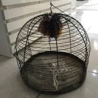 قفس سهره خاکی ((نر موجود))