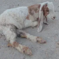 کهره نر دوماهه