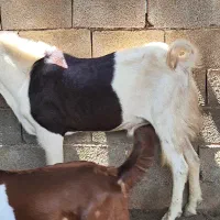 پازن گلابی اصل