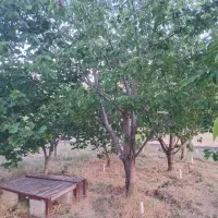 باغ گیلاس