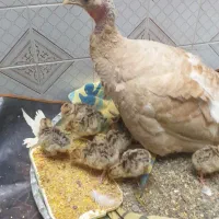 بوقلمون محلی