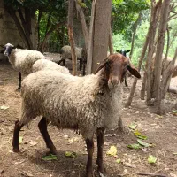 گوسفند