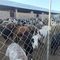 ۱۱۰راس میش داشتی