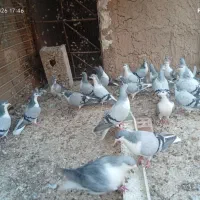 بله کفتر سینه ای یا شیرازی