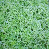 گوجه‌فرنگی