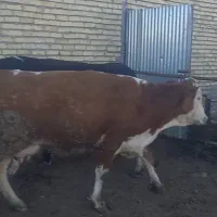 گاوسیمینتال