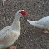 دو جفت اردک اسرائیلی