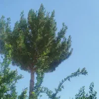زمین-فیض-آباد-دهنوی7