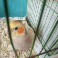 عروس هلندی مرواریدی