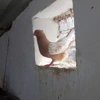 سینه زرد نر