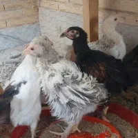 جوجه مرغ گلین