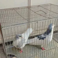 پرنده|پرنده|رفسنجان, |دیوار