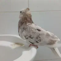 کبوتر