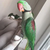 شاه طوطی نر دستی سایز بزرگ