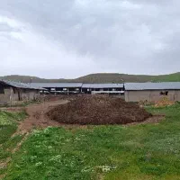 فروش کود گاوی