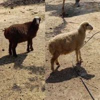 گوسفند بره ماده