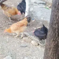 مرغ تخم گذار