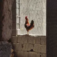 دو عدد خروش خوشگل و جوان