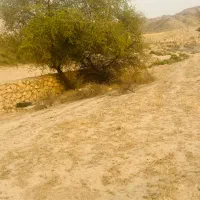 کاه