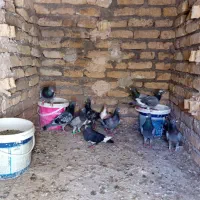کفتر بوم