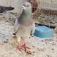 کبوتر خرقه و واز دمگیر