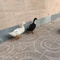 اردک ناز