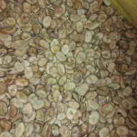 بذر باقلا زودرس خارجی،باقله فیتو هیستال درجه یک