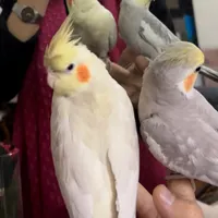 عروس هلندی گم شده در مرد آباد