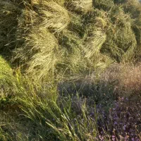 یونجه