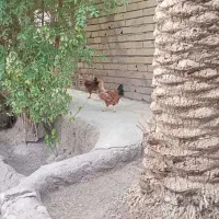 مرغ و خروس
