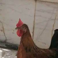 خروس گلین