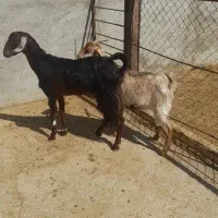 بز دورگ نژدی