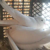 کبوتر