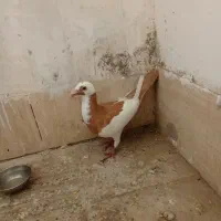 پلنگ زرد نر