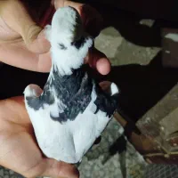 جوجه پرشی