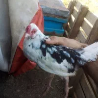 جوجه گلین لری اصل و‌ جوجه دورگ لاری‌وگلین