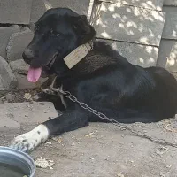 سگ بشدت نگهبان رودان
