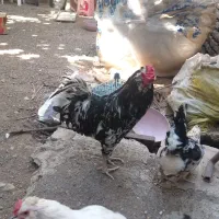 مرغ وخروس گلین