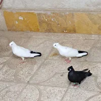 کفتر