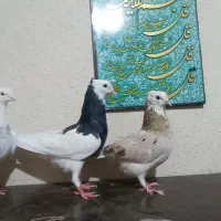 کبوتر