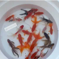 مرکز پخش ماهی در قم (گلدفیش قِرمِز غذا ماهی)