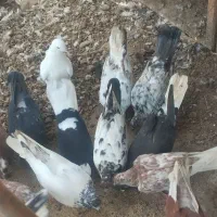 کبوتر پرشی