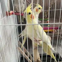 عروس هلندی ماده