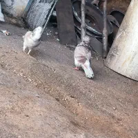 یه جفت کبوتر گرگی سالم دم تخم