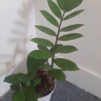 گل اپارتمانی