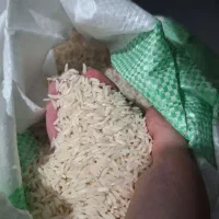 برنج هاشمی لنگرود خرید مستقیم از کشاورز