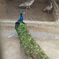 طاووس|پرنده|بابل, |دیوار