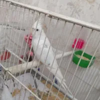 عروس هلندی البینو سفید