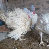 بوقلمون گوشتی