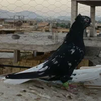 نر سرور دم سفید